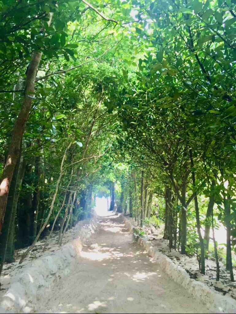 沖縄 備瀬フクギ並木