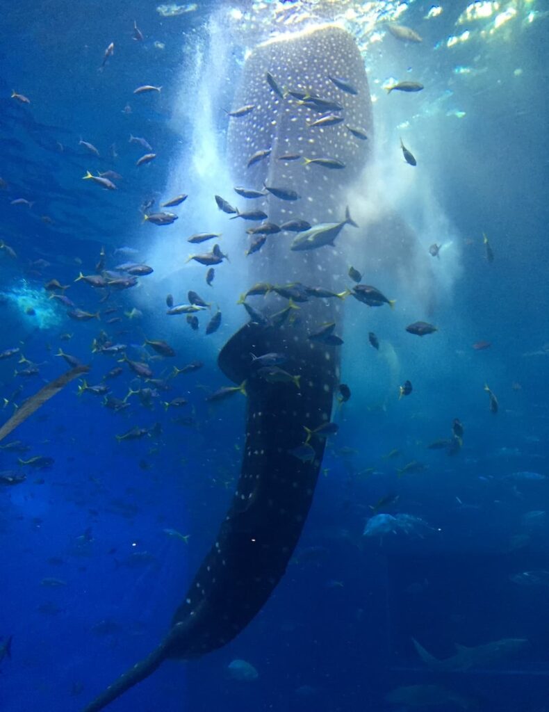 ちゅらうみ水族館